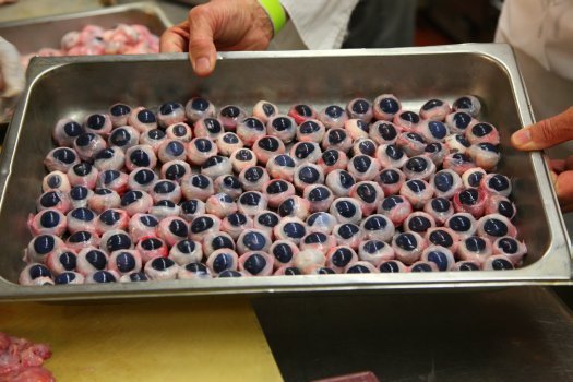 Cow Eyeballs BBQ Bull Rods Among Others At Annual Explorers Club