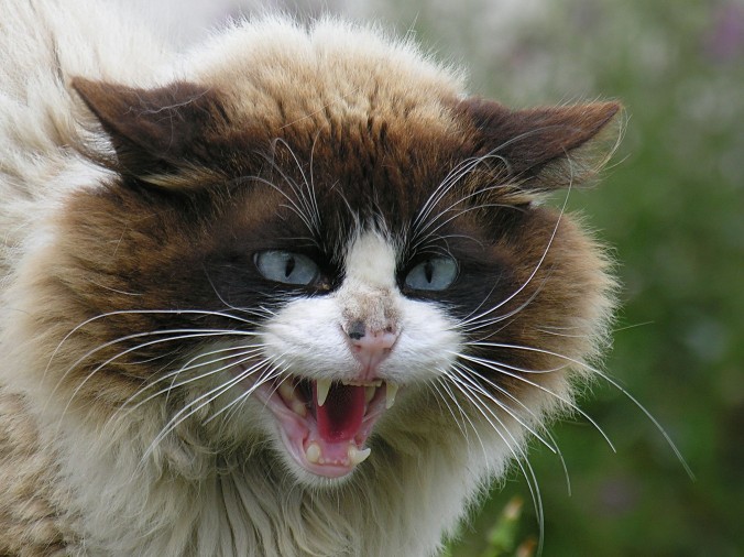 Very-Angry-Cat