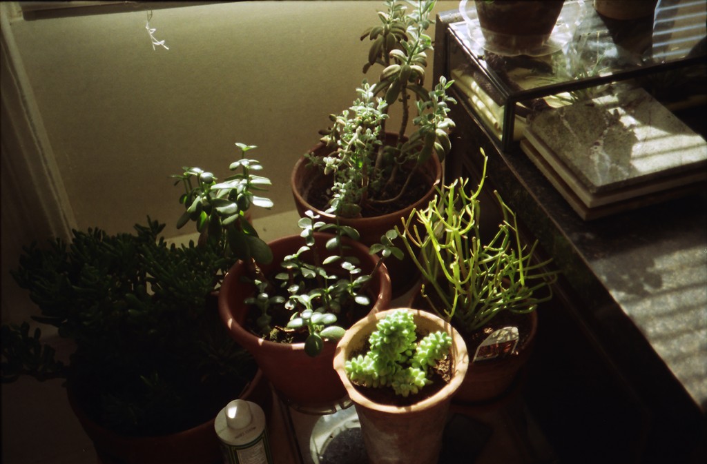 plants