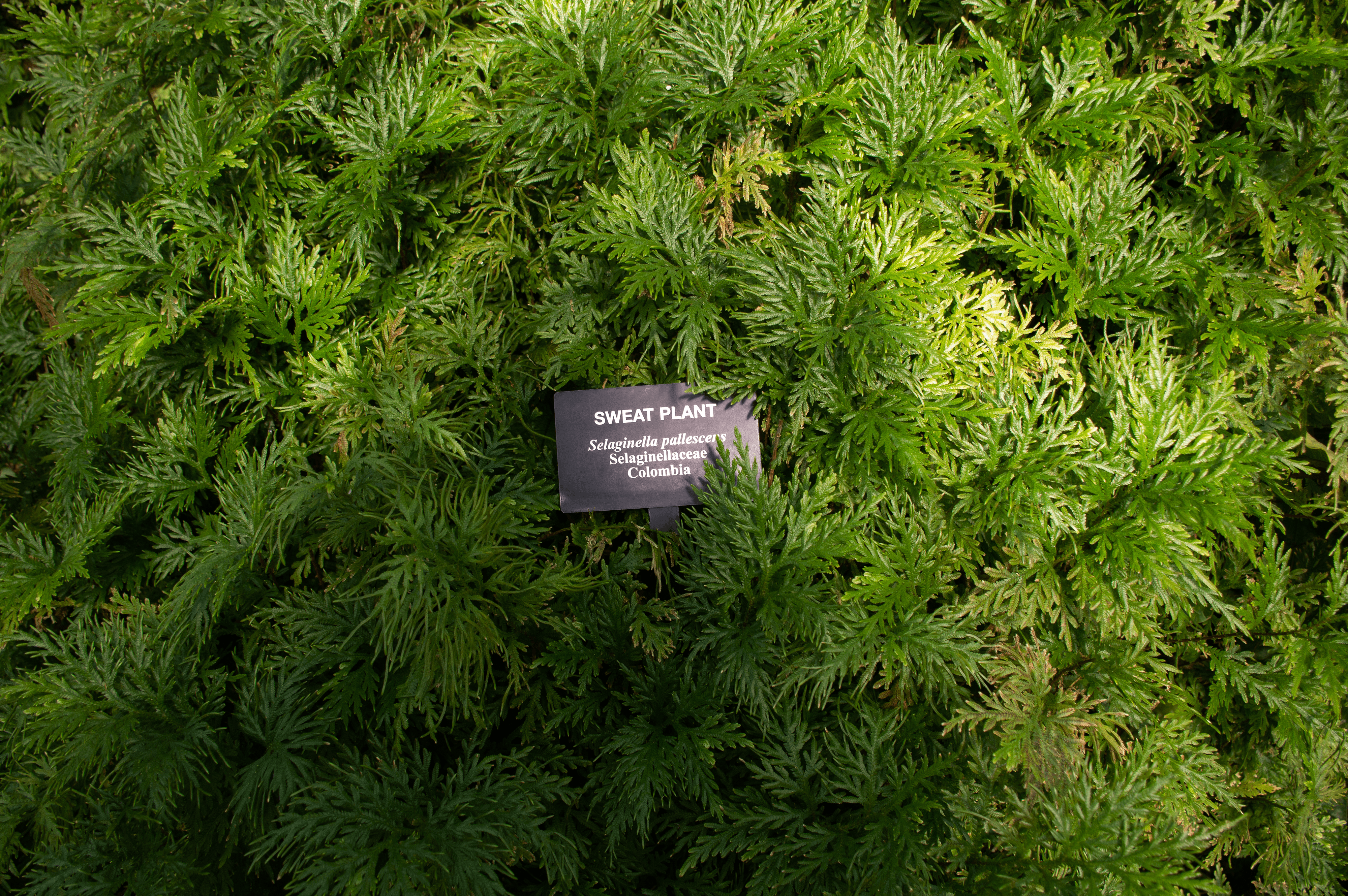 A close up of a bush with a sign in the middle reading “Sweat Plant”.