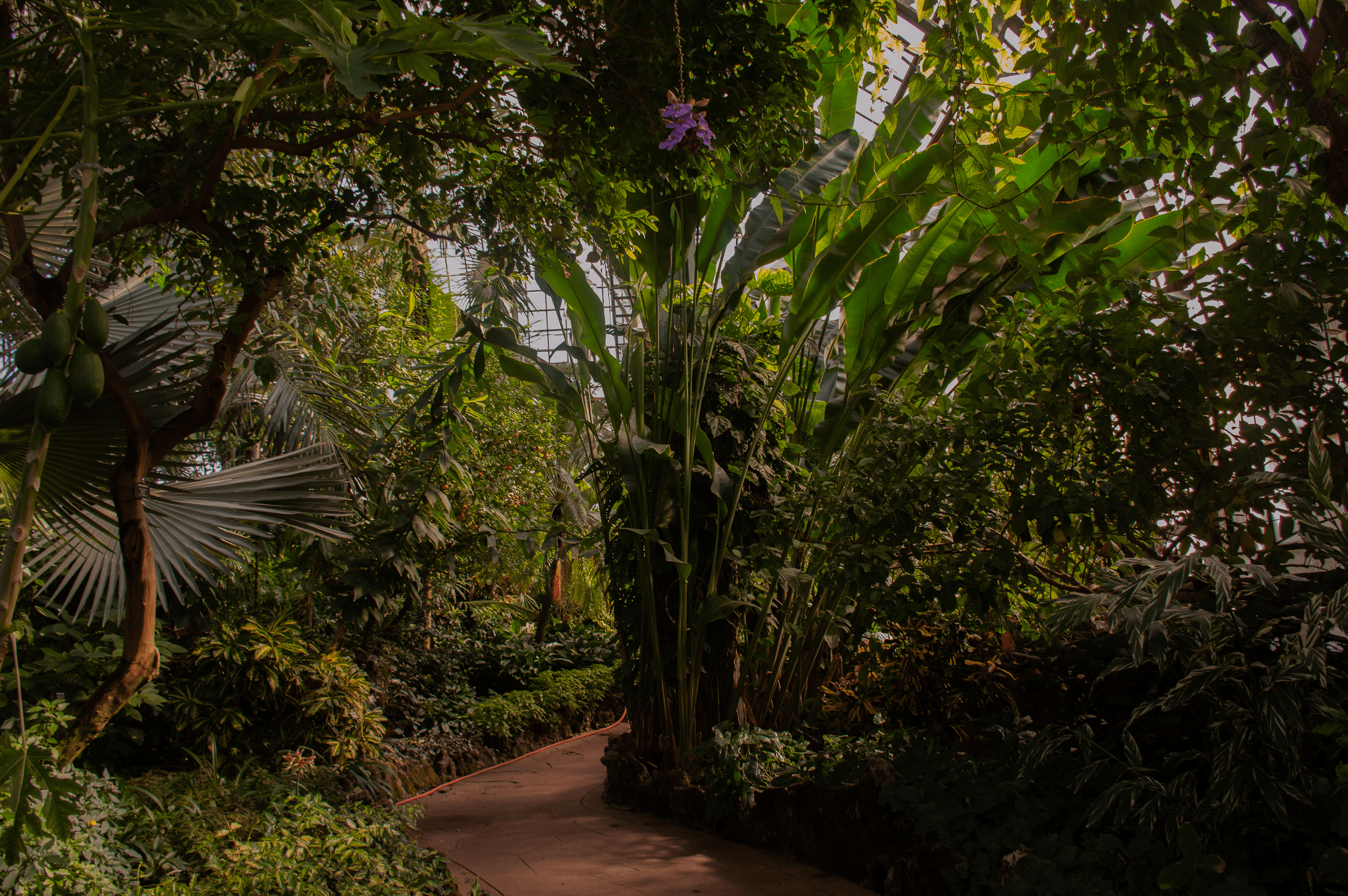A pathway through the conservatory with tall plants creating an arch over a part of the pathway and a beautiful orange tree toward the back of the path.