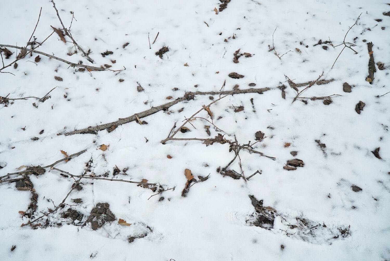 A close up of twigs in snow.