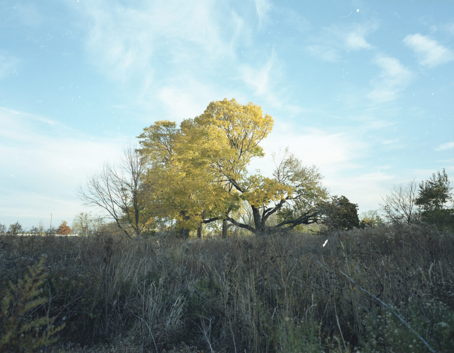 A large tree looming over the Bird and Butterfly Sanctuary.