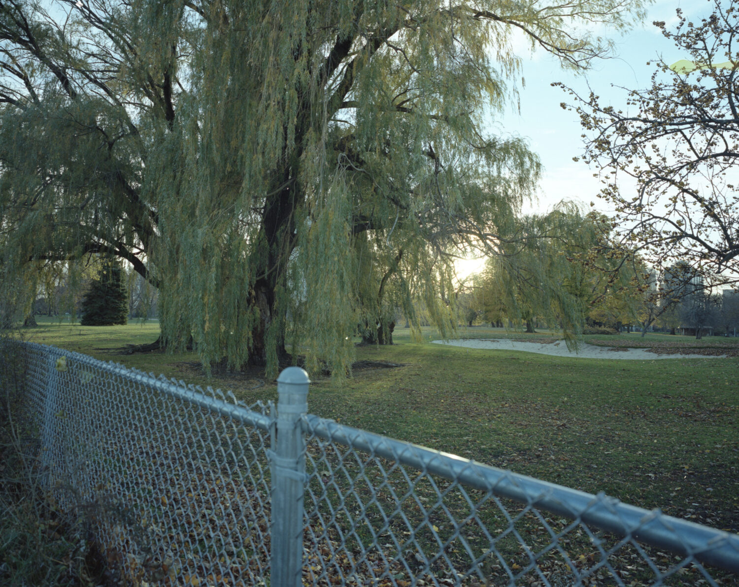 A view from outside the fence of a weeping willow.