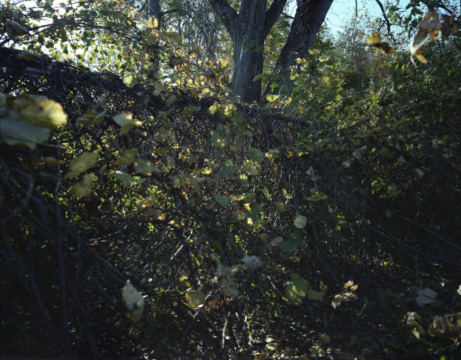 A fence covered in overgrowth and ivy.