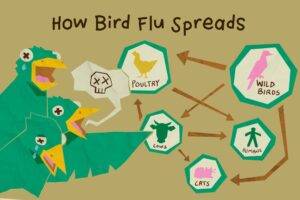 More Than The Price of Eggs